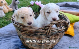 Standard Poodle dogs for sale: Lovely Standard Poodles puppies - Image 5