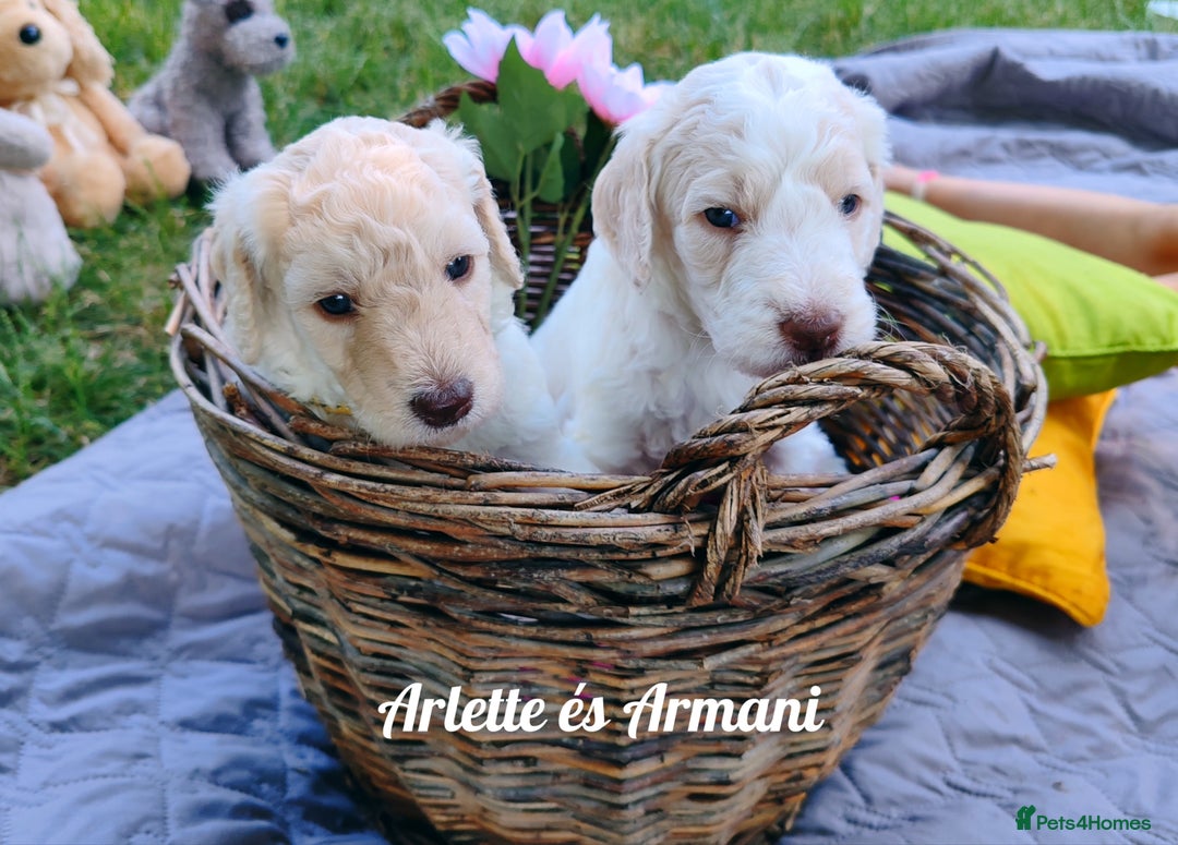Standard Poodle dogs for sale: Lovely Standard Poodles puppies - Image 5