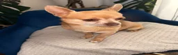 Chihuahua dogs for sale: KC Pedigree Chihuahua  - Advert 2