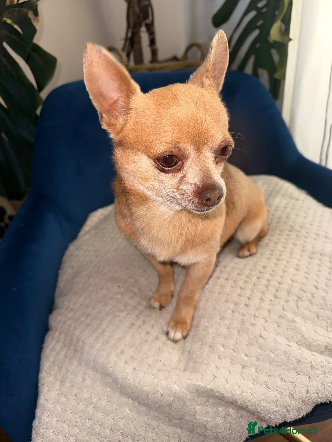 Chihuahua dogs for sale: KC Pedigree Chihuahua  - Advert 2
