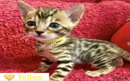 Bengal cats for sale: Beautiful Bengal Kittens  - Image 13