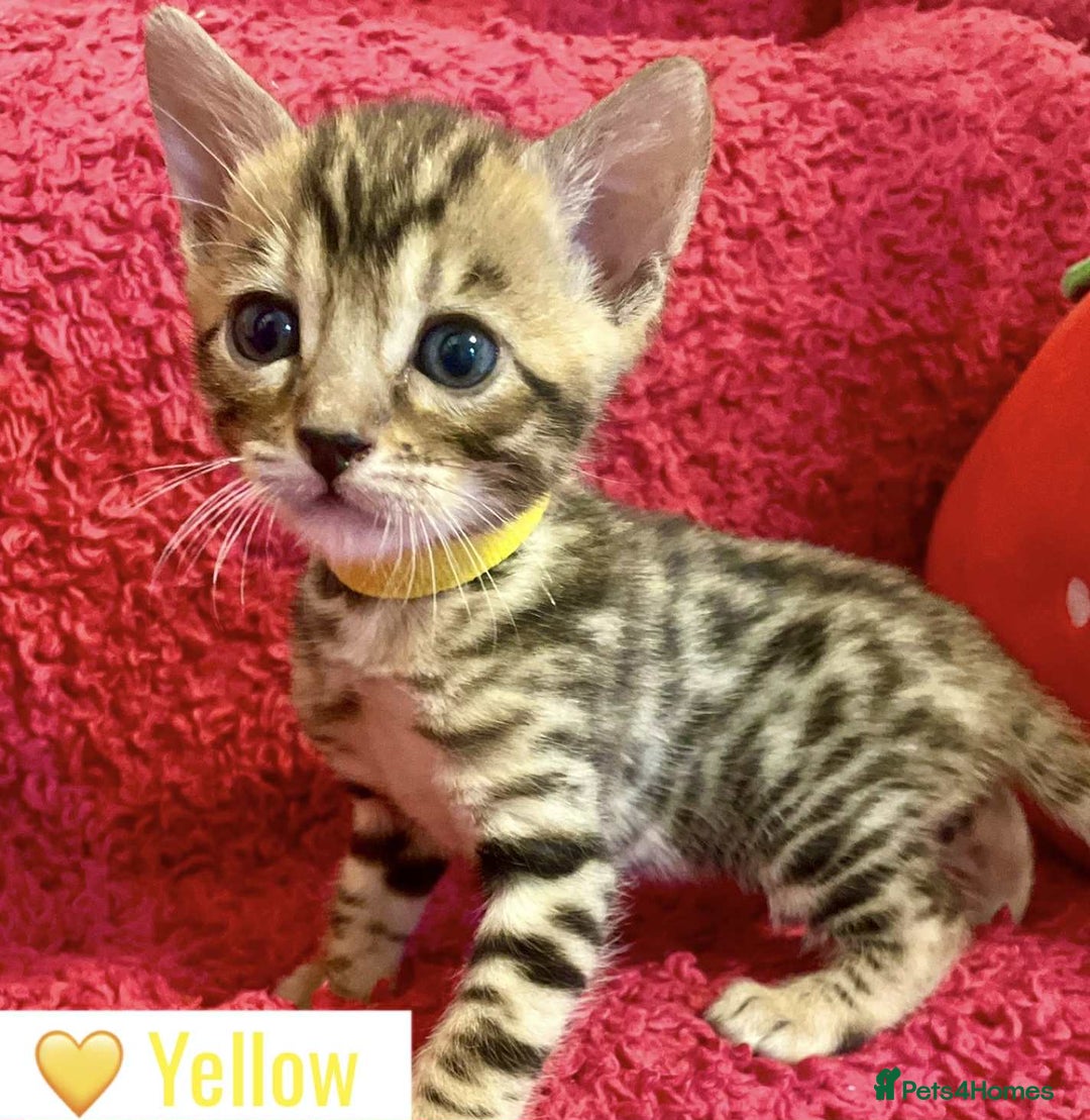 Bengal cats for sale: Beautiful Bengal Kittens  - Image 13