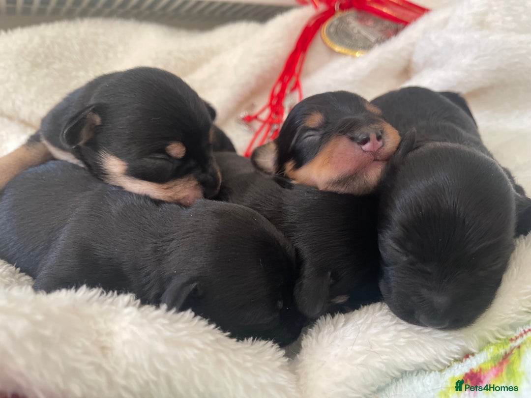 Jackapoo dogs for sale: Quality Jackapoo/ Jack Russel Puppies for sale 💌 - Advert 4