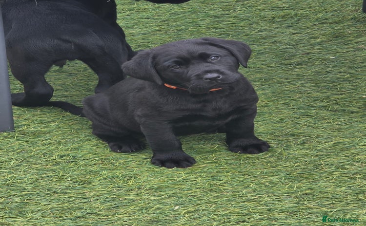 Labrador Retriever dogs - Advert 10