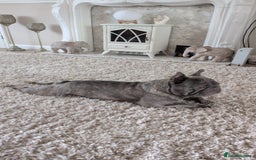 French Bulldog dogs for sale: 2 year old Blue Brindle French Bulldog - Image 2