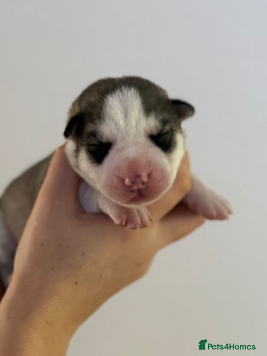 Siberian Husky dogs for sale: Beautiful Siberian Husky Puppies Ready to Reserve - Advert 16