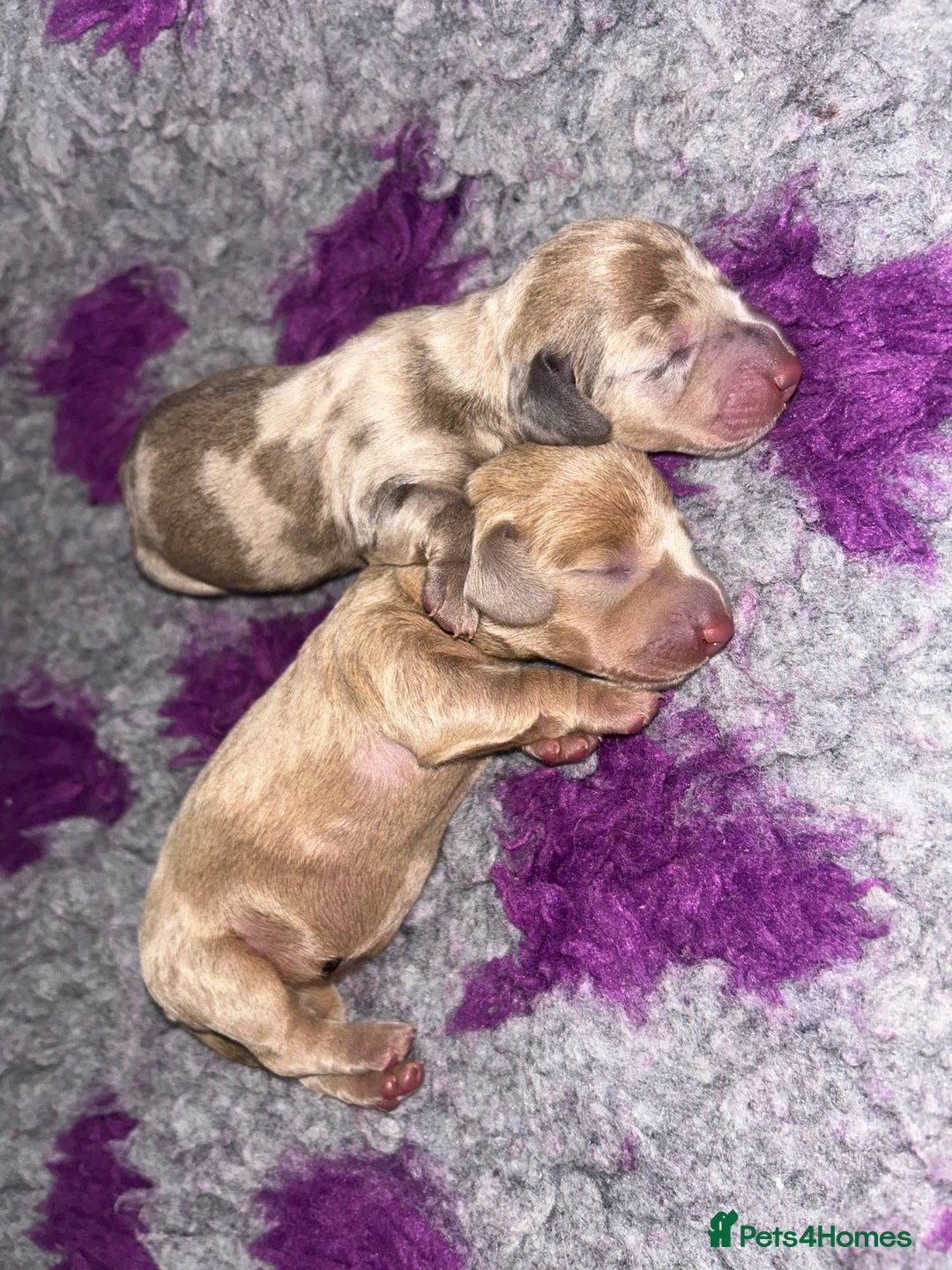 Miniature Dachshund dogs for sale: Perfecf kc miniature dachshunds - Image 21