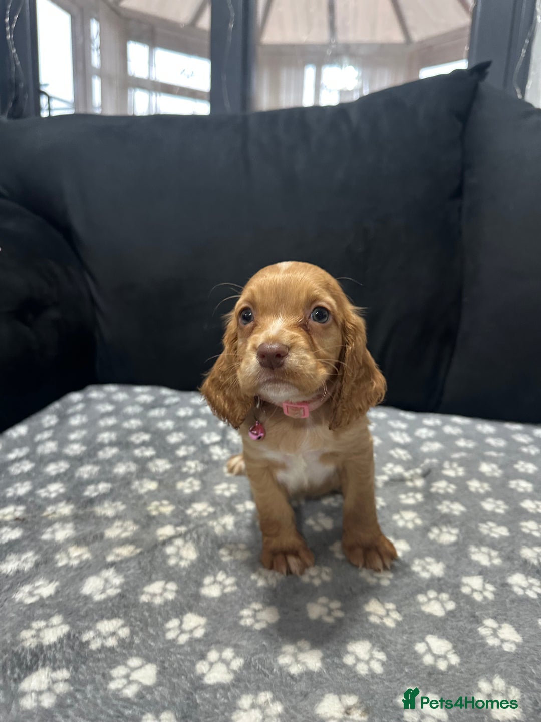 Cocker Spaniel dogs for sale: 3 beautiful cocker spaniel puppies left  - Advert 19