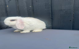 Mini Lop rabbits for sale: Mini lop Bunnies’s  - Image 4