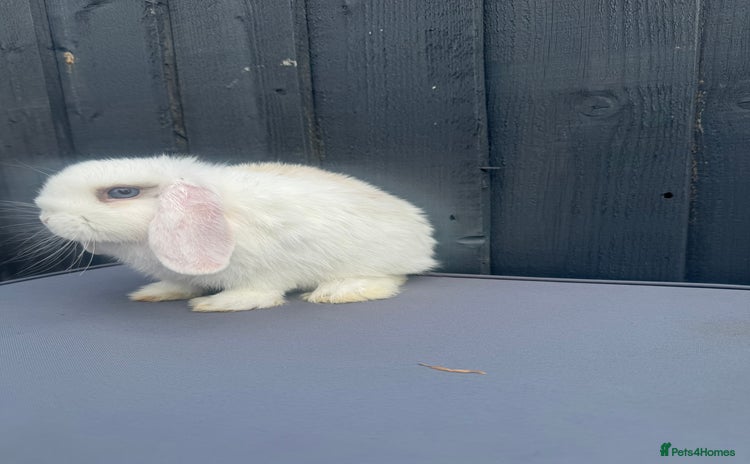 Mini Lop rabbits - Advert 3
