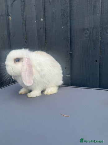 Mini Lop Rabbit Cost Bunny Rabbits for sale | Pets4Homes
