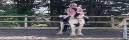 Paint horses for sale: Foot perfect pony  - Advert 10