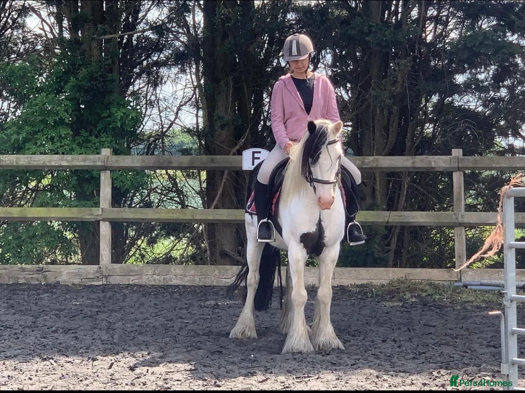 Paint horses for sale: Foot perfect pony  - Advert 10