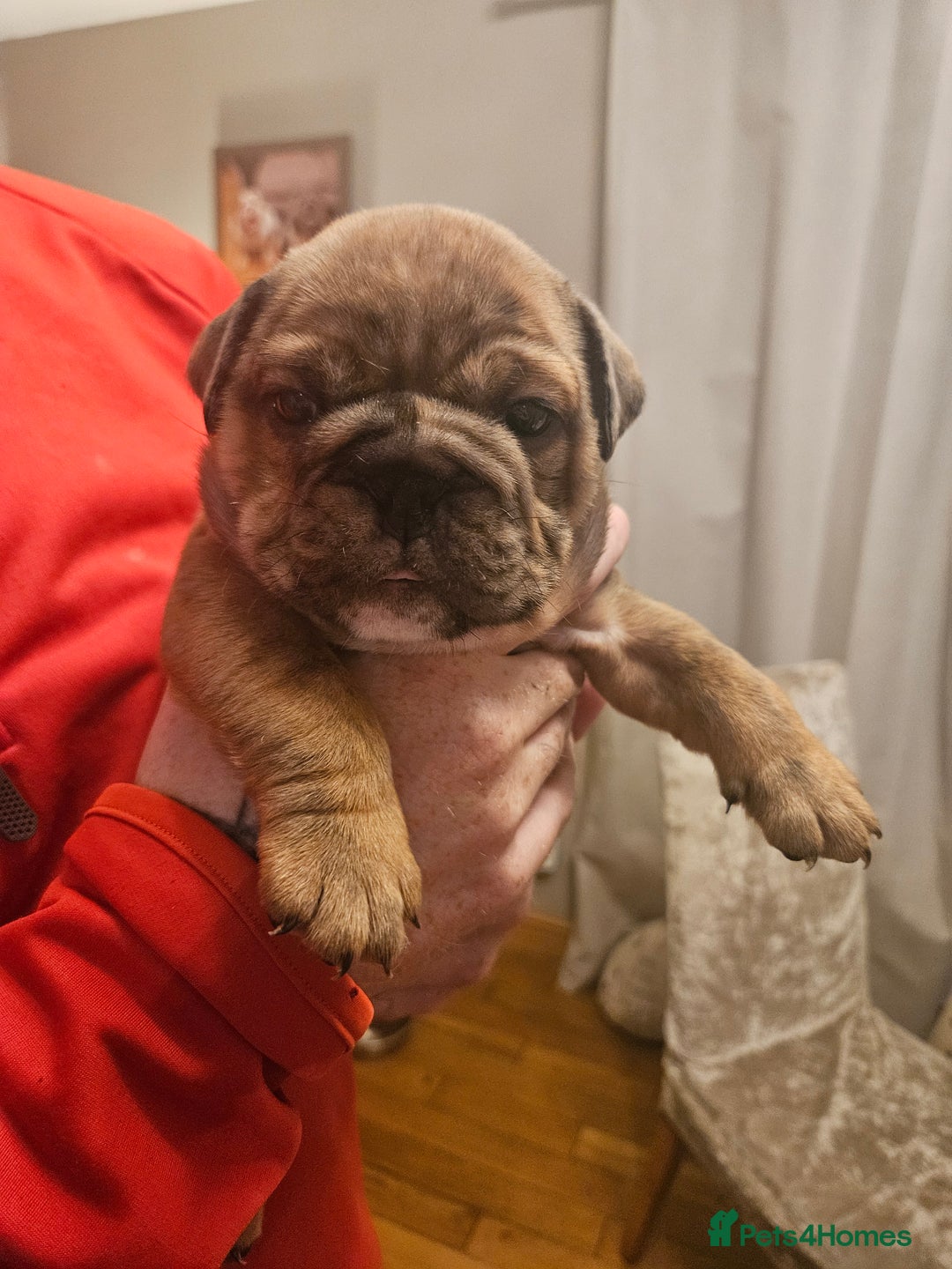 English Bulldog dogs for sale: English bulldogs - Advert 14