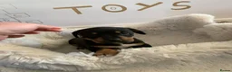 Dachshund dogs for sale: Lola’s puppy’s  - Advert 9