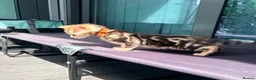Bengal cats for sale: Only 2 Beautiful Bengal kittens Available🐾  - Advert 21