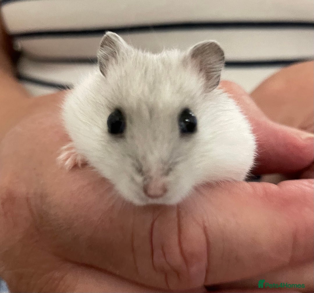 Hamster rodents for sale: Baby Winter White Russians from our show stock  - Image 7