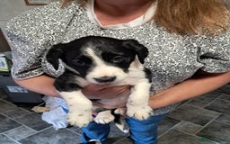 Sprollie dogs for sale: Springer spaniel Sprollie pups - Image 1