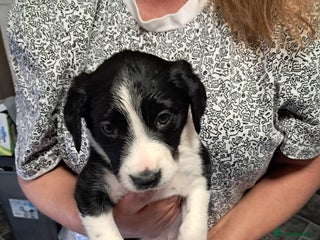 Sprollie dogs - Advert 17