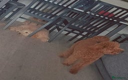 Dachshund dogs for sale: Devastating rehoming!  - Image 4