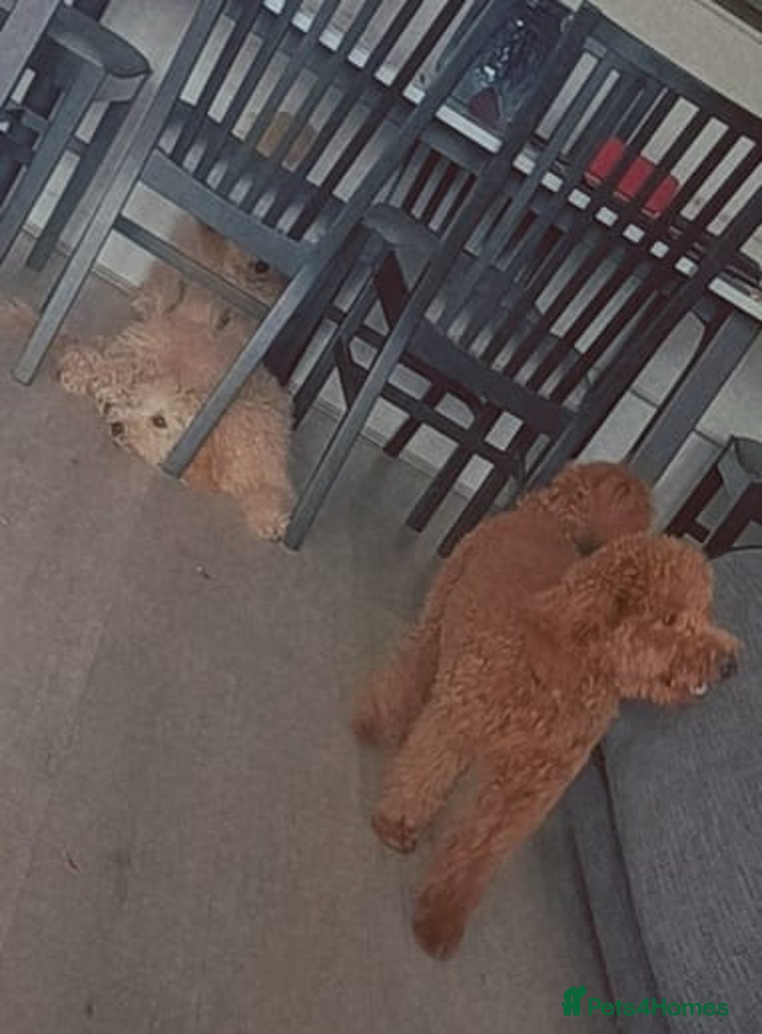 Dachshund dogs for sale: Devastating rehoming!  - Image 4