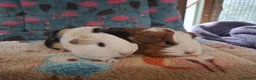 Guinea Pig rodents for sale: Baby Boars In Different Breeds  - Advert 8