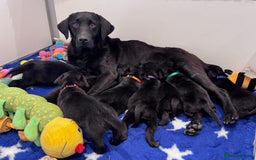 Labrador Retriever dogs for sale: Gorgeous KC Registered Labrador Retriever Puppies - Image 1