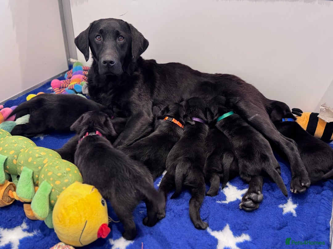 Labrador Retriever dogs for sale: Gorgeous KC Registered Labrador Retriever Puppies - Image 1