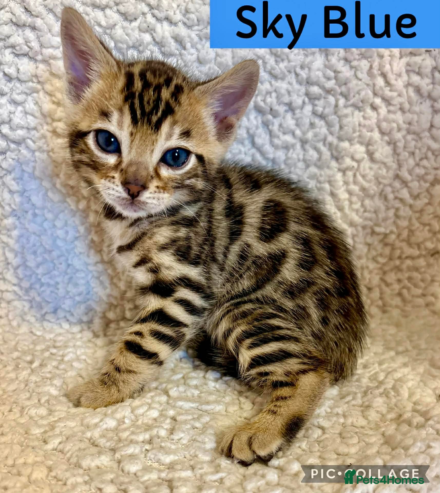 Bengal cats Beautiful Bengal Kittens for sale - Advert 2