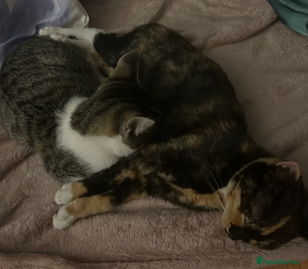 Mixed Breed cats for sale: Brother and sister 8 months old in Edenbridge - Advert 1