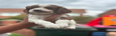Cavapoo 3