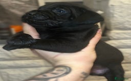 Mixed Breed dogs for sale: Cane Corse X puppies  - Image 3