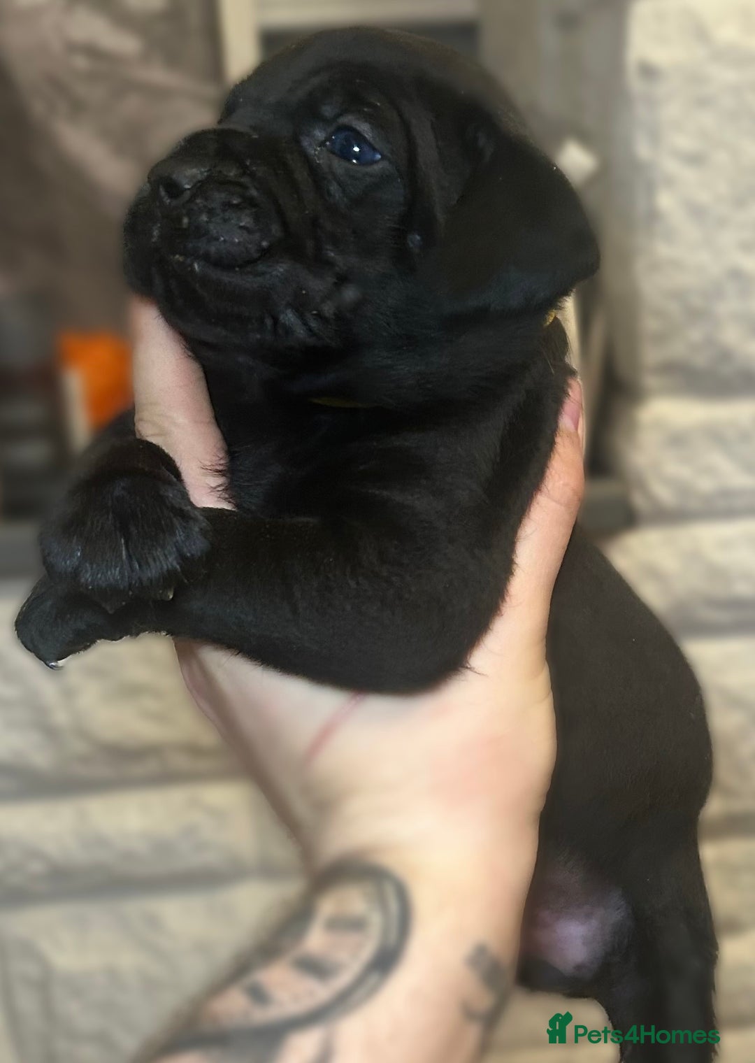 Mixed Breed dogs for sale: Cane Corse X puppies  - Image 3