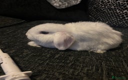 Mini Lop rabbits for sale: 3 blue eyed white mini lops READY NOW  - Image 2