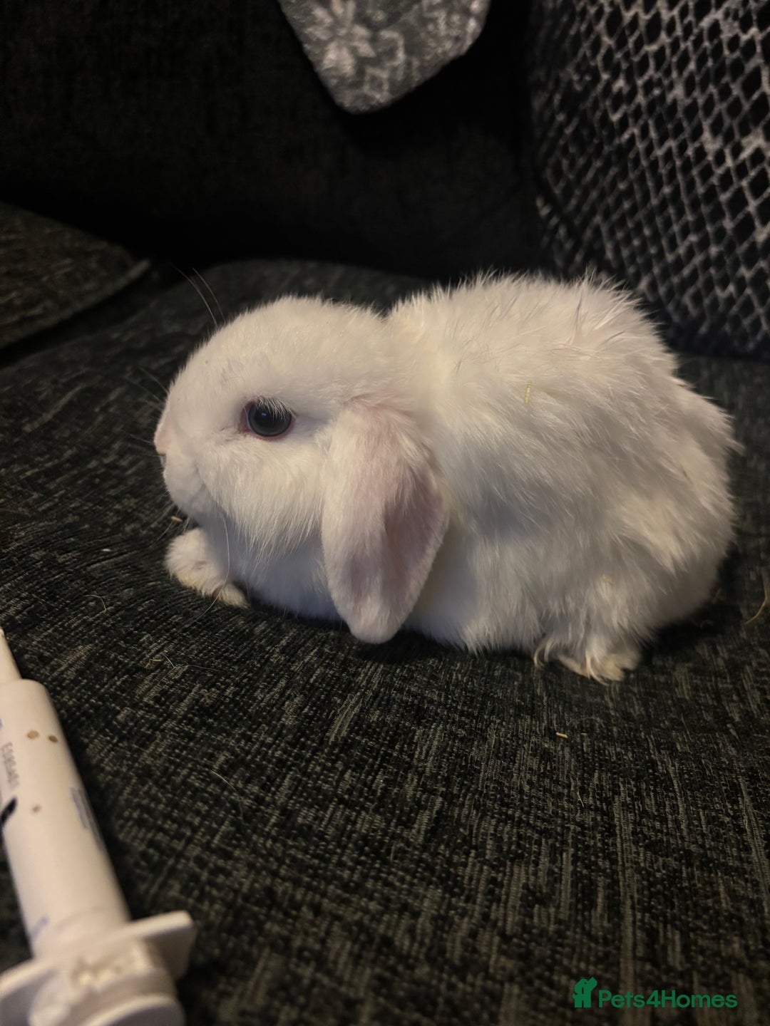 Mini Lop rabbits for sale: 3 blue eyed white mini lops READY NOW  - Image 2