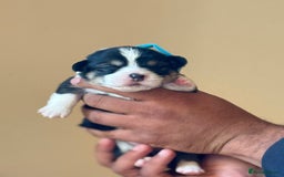 Welsh Corgi Pembroke dogs for sale: Quality Corgi puppies available to loving homes - Image 30