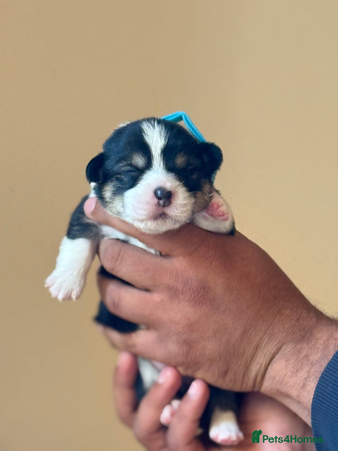 Welsh Corgi Pembroke dogs for sale: Quality Corgi puppies available to loving homes - Image 30