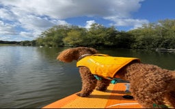 Miniature Poodle dogs for sale: 1 reserved 2 remaining ready 15th October  - Image 30