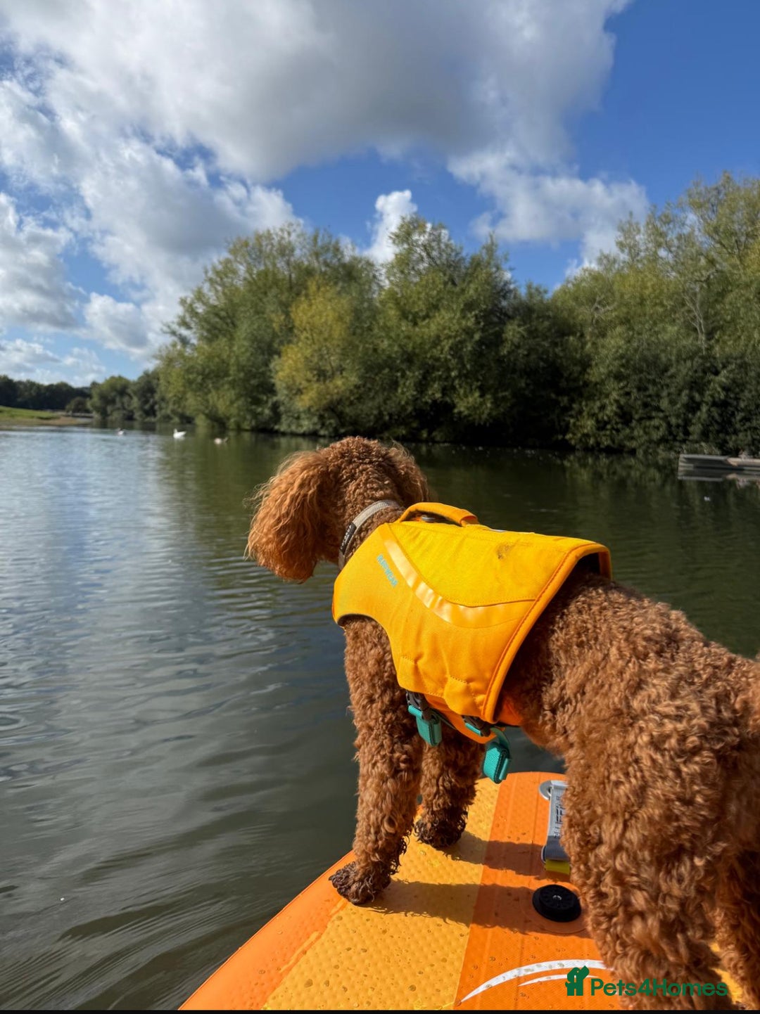 Miniature Poodle dogs for sale: 1 reserved 2 remaining ready 15th October  - Image 30