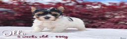 Yorkshire Terrier dogs for sale: One boy left Biewer Terriers! - Advert 3