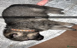 German Shepherd dogs for sale: 10 German Shepherd Puppy - Image 2