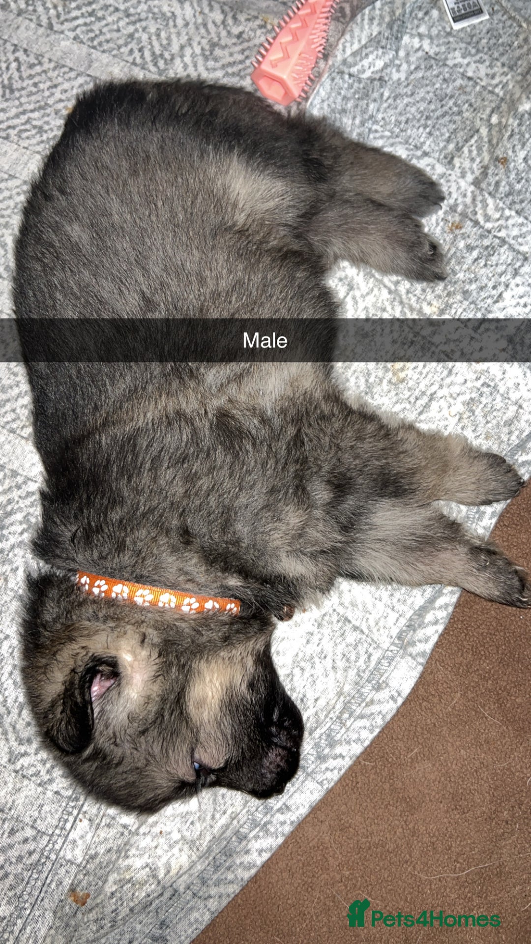 German Shepherd dogs for sale: 10 German Shepherd Puppy - Image 2