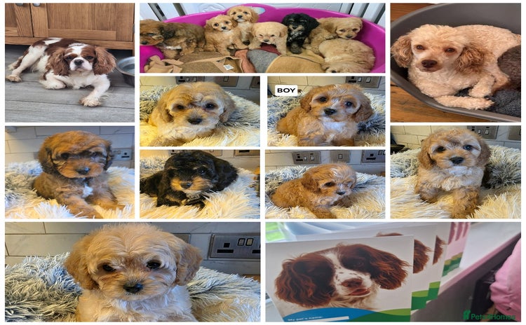 Cavapoo dogs - Advert 2