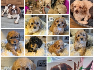 Cavapoo dogs - Advert 6
