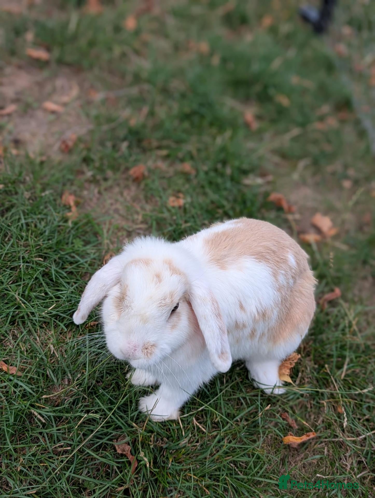 Mini Lop rabbits Mini Lop Female - named Cookie  - Advert 1