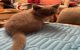 British Shorthair cats for sale: British Lilac Shorthair Kitten Male - Image 2