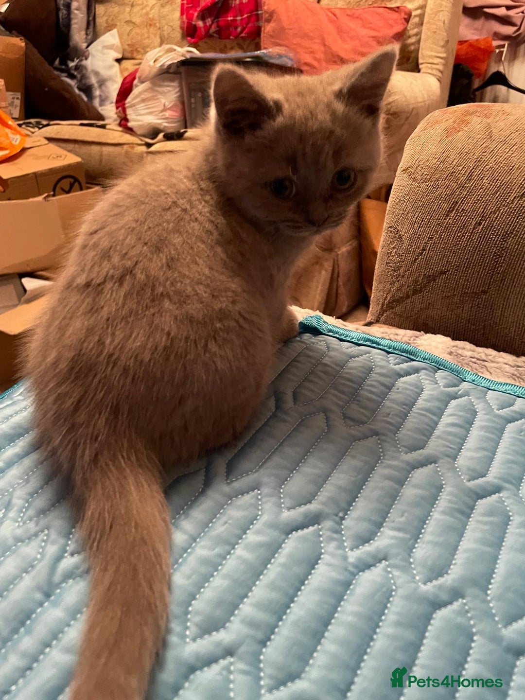 British Shorthair cats for sale: British Lilac Shorthair Kitten Male - Image 2
