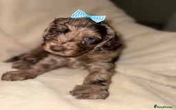 Cockapoo dogs for sale: F1 Cockapoo puppies  - Image 2