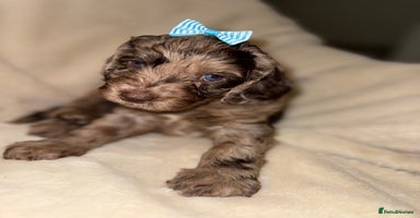 Cockapoo dogs - Advert 15