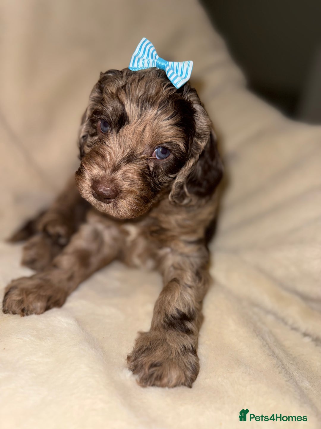 Cockapoo dogs for sale: F1 Cockapoo puppies  - Image 2